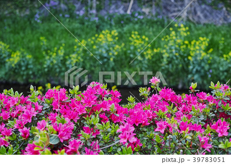 和泉川水緑のウォークの風景 宮沢遊水地付近 和泉川水緑のウォークの風景 宮沢遊水地付近 39783051