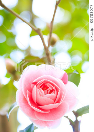 ツバキ・通い鳥 39783077