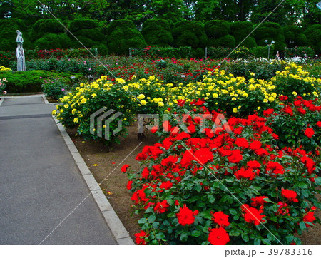 花壇（神代植物公園／東京都調布市） 39783316