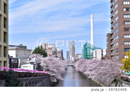 目黒川の桜 目黒川の桜 39783409