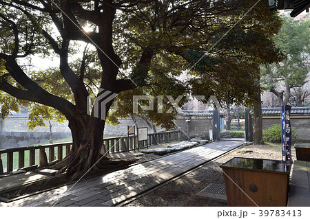 湯島聖堂の境内とスダジイの木 湯島聖堂の境内とスダジイの木 39783413