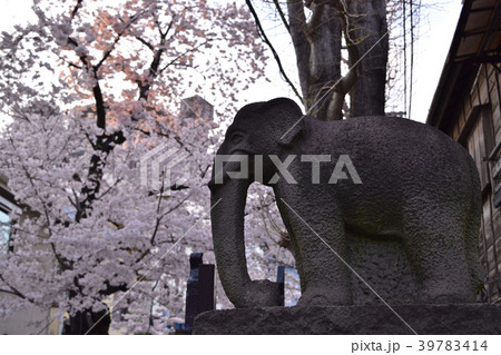 本駒込・瑞泰寺の象の山門と桜 本駒込・瑞泰寺の象の山門と桜 39783414