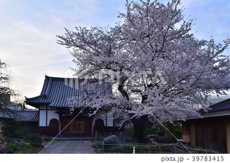 夕暮れ時の本駒込・光源寺の桜 夕暮れ時の本駒込・光源寺の桜 39783415