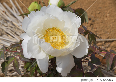 ボタン（沢の鶴） 39783563