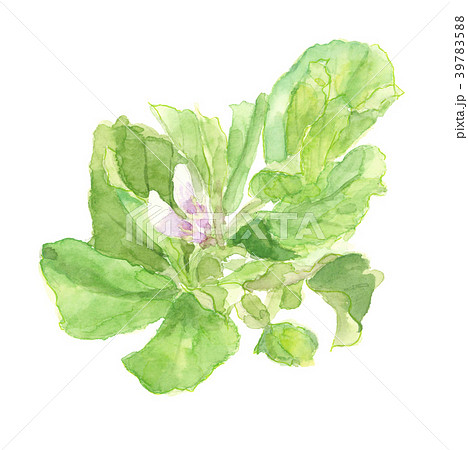 ソラ豆の花 野菜の花のイラスト素材 3975