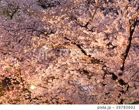 上野公園の夜桜 上野公園の夜桜 39783602