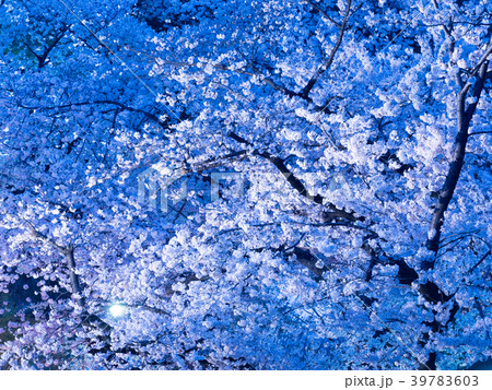 上野公園の夜桜 39783603