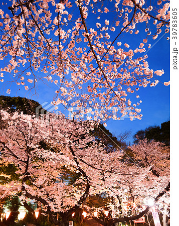 上野公園の夜桜 上野公園の夜桜 39783605
