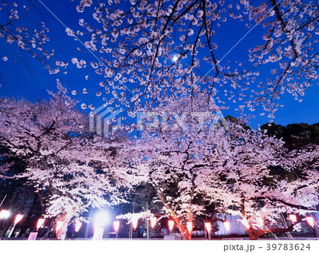 上野公園の夜桜 上野公園の夜桜 39783624