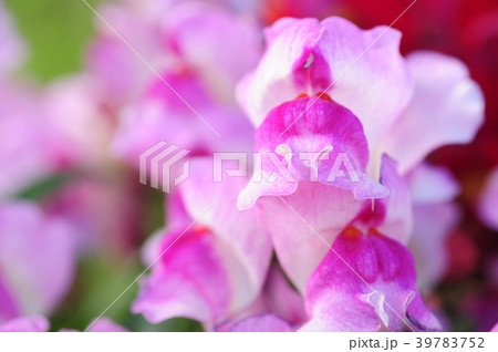 日比谷花壇大船フラワーセンターの花 39783752