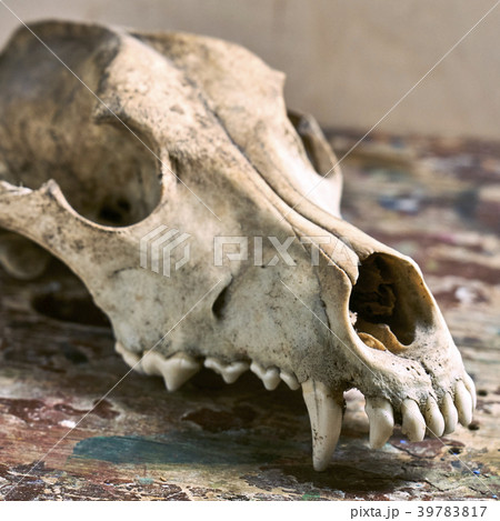 Dog scull without lower jaw Dog scull without lower jaw 39783817