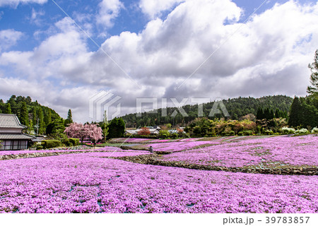 芝桜 花のじゅうたん 三田市 芝桜 花のじゅうたん 三田市 39783857