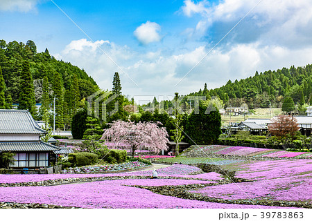 芝桜 花のじゅうたん 三田市の写真素材
