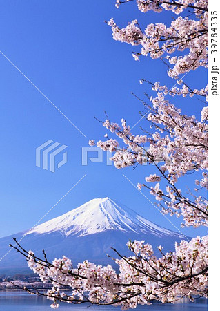富士山と風情ある桜の風景 富士山と風情ある桜の風景 39784336