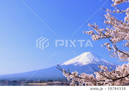 富士山と桜 青空のコピースペース 富士山と桜 青空のコピースペース 39784338
