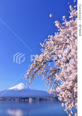 富士山と桜 富士山と桜 39784341