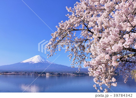 富士山と桜 富士山と桜 39784342