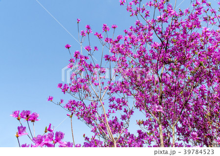 春の日差しの中で咲くミツバツツジの花と青空のコピースペース 39784523