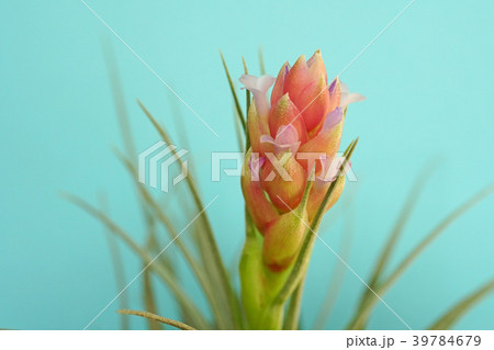 可愛いエアプランツの花 39784679