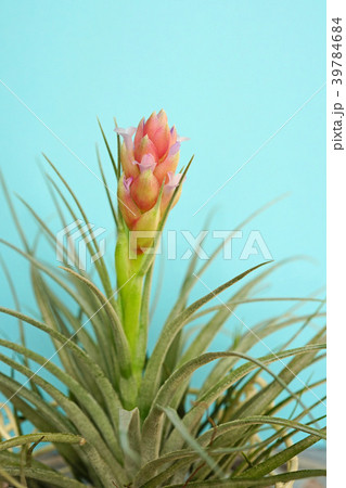 可愛いエアプランツの花 39784684