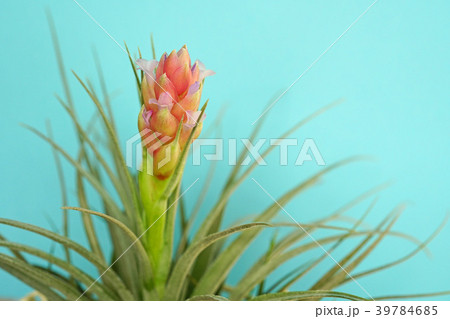 可愛いエアプランツの花 39784685