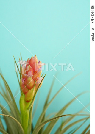 可愛いエアプランツの花 39784686