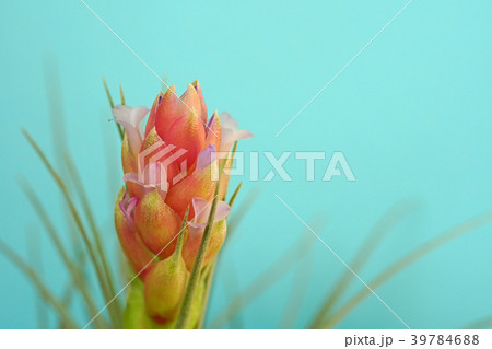 可愛いエアプランツの花 39784688