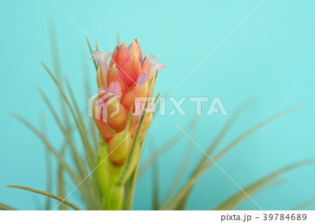 可愛いエアプランツの花 39784689