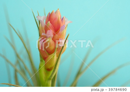 可愛いエアプランツの花 39784690