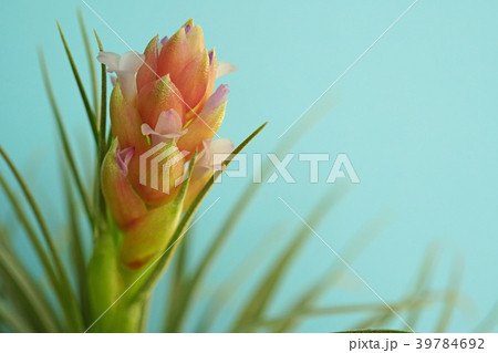 可愛いエアプランツの花 39784692