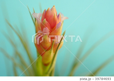 可愛いエアプランツの花 39784693