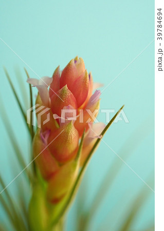 可愛いエアプランツの花 39784694