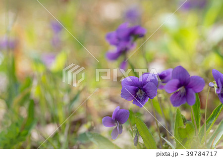 春の日差しの中で咲くののスミレ 39784717