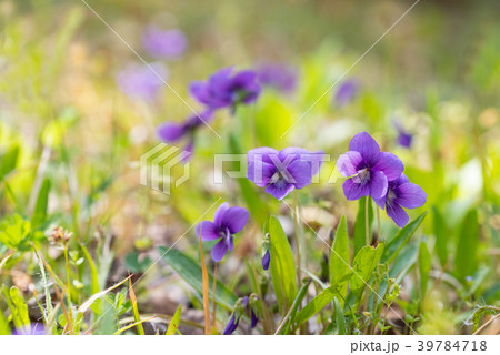 春の日差しの中で咲くののスミレ 39784718