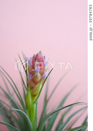 可愛いエアプランツの花 39784765