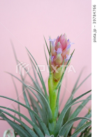 可愛いエアプランツの花 39784766