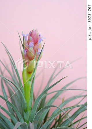 可愛いエアプランツの花 39784767
