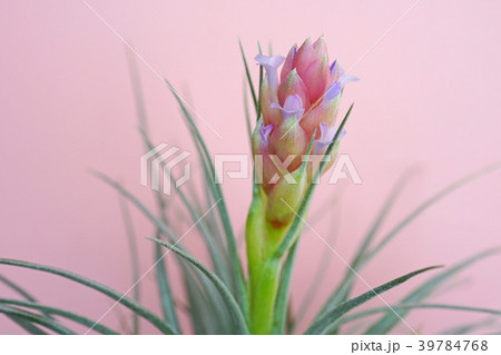 可愛いエアプランツの花 39784768