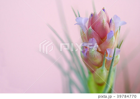 可愛いエアプランツの花 39784770