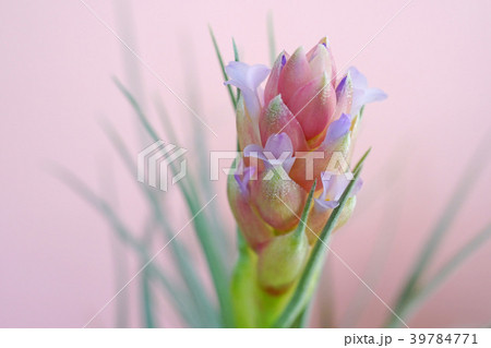 可愛いエアプランツの花 39784771