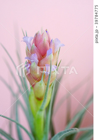 可愛いエアプランツの花 可愛いエアプランツの花 39784775