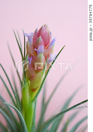 可愛いエアプランツの花 39784776