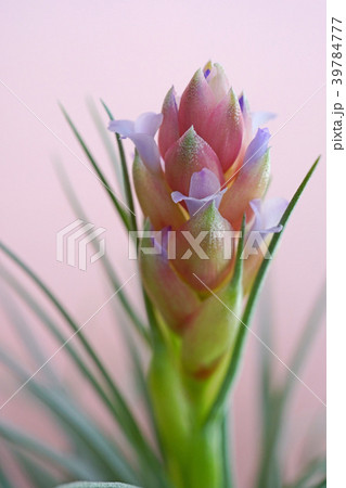 可愛いエアプランツの花 39784777