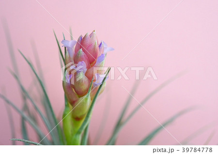 可愛いエアプランツの花 39784778