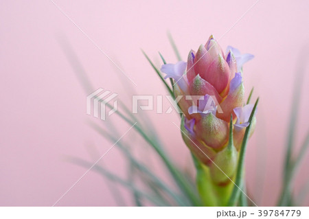 可愛いエアプランツの花 39784779