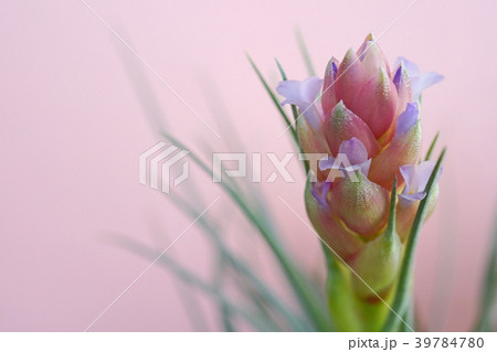 可愛いエアプランツの花 39784780