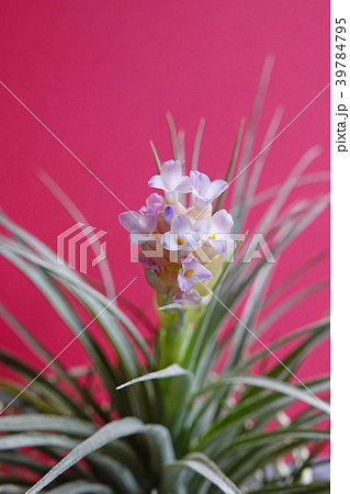 可愛いエアプランツの花 39784795