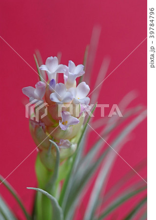 可愛いエアプランツの花 39784796