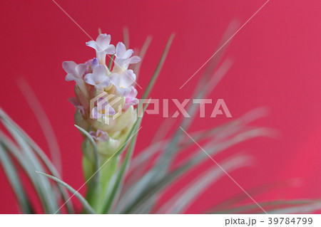 可愛いエアプランツの花 可愛いエアプランツの花 39784799