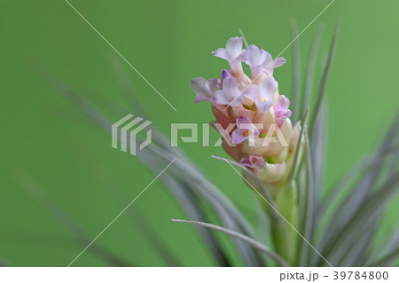 可愛いエアプランツの花 39784800